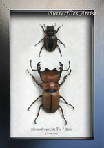 Real African Stag Beetles Homoderus Mellyi Pair Framed Entomology Shadowbox - £79.12 GBP