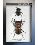 Real African Stag Beetles Homoderus Mellyi Pair Framed Entomology Shadowbox - $98.99