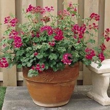 Geranium Summer Showers Fuchsia Geranium Seeds 10 Seeds USA Fast Shipping - £13.53 GBP