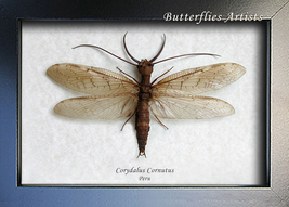 Monster Insect Corydalus Cornutus Real Dobson Fly Framed Entomology Shad... - £71.06 GBP