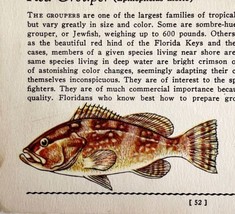 Red Grouper 1939 Salt Water Fish Gordon Ertz Color Plate Print Antique P... - $29.99