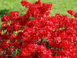 SL Sims Azalea Rhododendron Simsii Seeds, Red - £4.36 GBP