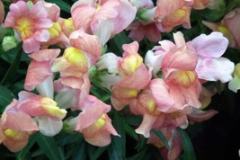 500 Apple Blossom Snapdragon Antirrhinum Majus Pink White   - £12.70 GBP