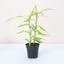 1 Pcs Gold Lucky Bamboo Dracaena Sanderiana Live Plant - 4&quot; Live Houseplant - £39.00 GBP