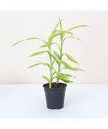 1 Pcs Gold Lucky Bamboo Dracaena Sanderiana Live Plant - 4&quot; Live Houseplant - £38.04 GBP
