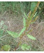 14 Grams of Curly Dock / Yellow Dock Seeds (Rumex crispus) Shipping from... - €5,15 EUR