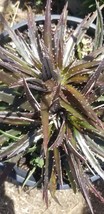 Dyckia Cherry Cola (3 Gal. Pot) - $48.00