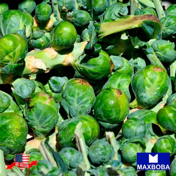Non Gmo 480+ Brussels Sprouts Seeds Long Island Improved Heirloom Fresh Garden B - £7.06 GBP