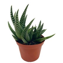 Haworthia Limifolia, Lace Aloe, Variegated White Aloe Plant, Ribbed Frec... - £7.20 GBP