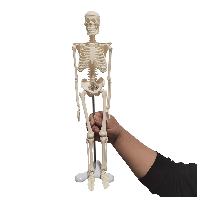 Human Skeleton Model - Car Decoration Pendant Halloween Gift Anatomical Anatom - £21.39 GBP