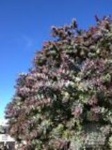 10 seeds  Purple leaved Acacia {Baileyana v purpurea} - £8.99 GBP