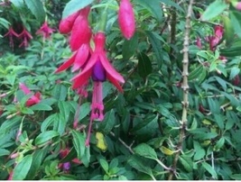 50 seeds fuchsia magellanica hummingbird fuchsia thumb200