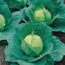 2000+ Cabbage Seeds - Golden Acre Heirloom Non Gmo Fresh Garden - £8.14 GBP
