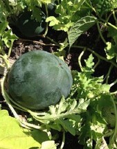 20 Black Diamond Watermelon Seeds - Non-GMO - £2.26 GBP