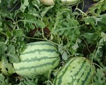 25 Jubilee Watermelon Seeds Fast Shipping - £7.22 GBP