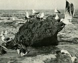 Seagulls Santa Cruz California CA UNP 1920s Vtg Postcard PNC Company - $3.91