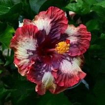 20 Cream Pink Hibiscus Seeds Flowers Flower Seed Bloom 463 USA Fast Ship... - £13.39 GBP