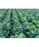 Collard Green Seeds - Organic &amp; Non Gmo Collard Green Seeds - Heirloom S... - £1.75 GBP