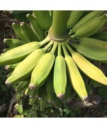 Burro Banana Plant - Live Plant - $29.67