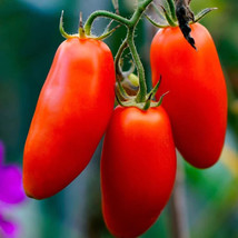 GIB 50 Seeds Easy To Grow Sa-ge Tomato Hybrid Vegetable Tomatoe - £7.11 GBP