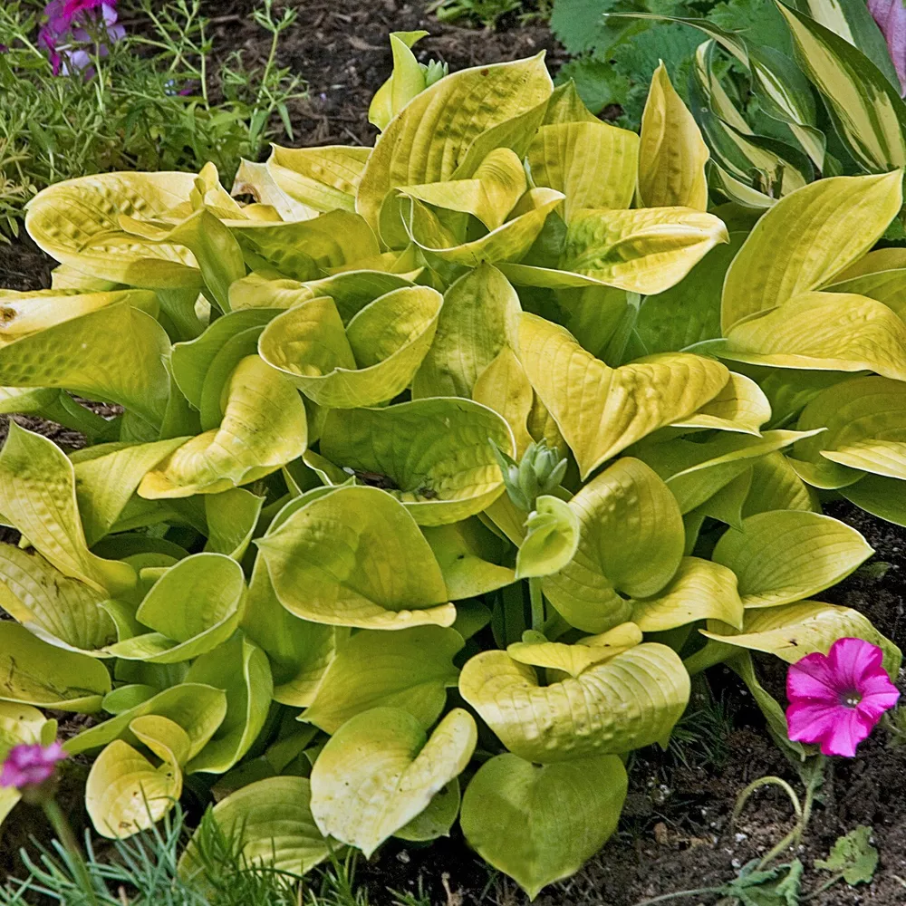 Hosta Maui Buttercups 5.25 Inch Pot Well Rooted Small And Colorful - $33.18