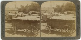 c1900&#39;s Real Photo Underwood &amp; UNderwood Stereoview Cotton in Cart Loads Texas - £12.60 GBP
