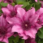 Elodie Clematis 25 Seeds Climbing Perennial Plumeria Bloom Seed - $6.00