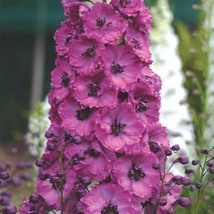 Pacific Giant Asolat Raspberry Delphinium Flower Seeds / Disease Resist Perenni  - £11.32 GBP