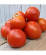 LWK 50 Seeds Valleycat Tomato Tomatoe Vegetable Easy Grow - $13.32