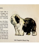 Old English Sheep Dog 1939 Breed Art Ole Larsen Color Plate Print Antiqu... - $42.12 CAD