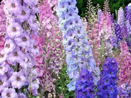Shipped From Us 1800+LARKSPUR (Rocket) Imperial Mix Colors Flower Seeds, CB08 - £13.58 GBP