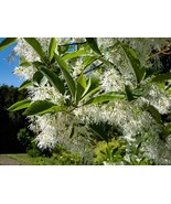 3 Fringe Tree Chionanthus Virginicus Old Man’S Beard White Bulk Seeds - $16.48 CAD