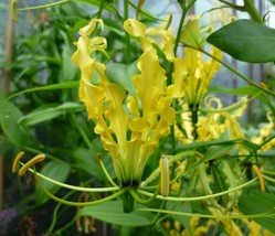 KKG Gloriosa Lutea Glory Vine 10 Seeds Climbing Flame Yellow Lily Beauty... - $8.89
