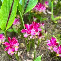 Curcuma Zedoaria Rare Live Tropical Plant Rhizomes Fast Growing Pink Flo... - $356.00 MXN+