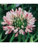 Agapanthus africanus 'Fireworks’ African Lily 'Strawberry ice', 100 PCS ... - $14.35