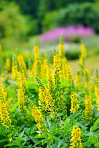 15 Church Steeples Agrimonia Eupatoria Agrimony Sticklewort Yellow Flowe... - $14.20