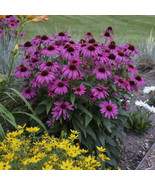 50 Bright Purple Coneflower Seeds Echinacea Flower Perennial Seed Fresh ... - $11.99