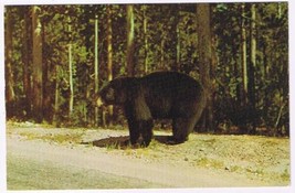 Pennsylvania Postcard Bethel Greetings From Bashore&#39;s Pantry Black Bear - £2.36 GBP