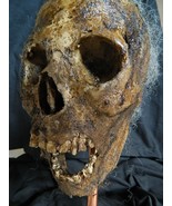 Halloween Horror Movie Prop Human Corpse Skull Head&quot; Rancid Renea&quot; - £86.67 GBP