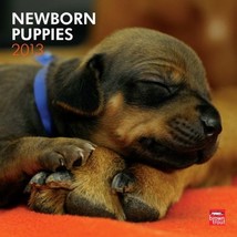 (12x12) Newborn Puppies - 2013 Wall Calendar - £4.78 GBP