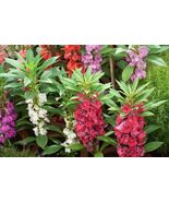 Balsam Camelia Flowered Mix Wildflower, Impatiens Balsamina, Touch Me Not - €1,62 EUR+