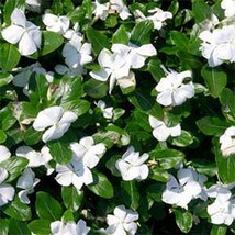 Vinca- Periwinkle- White- 50 Seeds Fresh Garden Usa Seller - $6.80