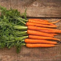 500 Scarlet Nantes Carrot Seeds Nongmo Heirloom Carrot SeedsFrom US - $8.35