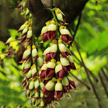 Mucuna Pruriens Seeds 5 Seeds Bengal Velvet Bean Vine Flowers Garden USA Shippin - £6.16 GBP