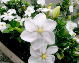 New Fresh Gardenia Thunbergia 10 Seeds Fragrant Wild Gardenia Shrub Seedss Or Sm - £8.41 GBP