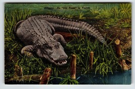 Alligator An Old Timer In Florida Postcard Linen Unposted Gator Swamp Curt Teich - £6.37 GBP