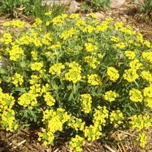 1000 Golden Tuft Alyssum Basket Of Gold Yellow Alyssum Saxatile Flower Seeds Fas - £11.16 GBP