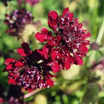 Scabiosa Red Pincushion Garden Flower Plant Seeds For Xeriscaping 200 Se... - £9.93 GBP