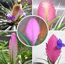 US-Purple flower pineapple Tillandsia cyanea seeds, 50 particles / bag - £6.41 GBP