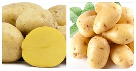 150 Piece Seeds Potato Yukon Gold Yellow-Skinned and Yellow-fleshed Potatoes - £14.38 GBP